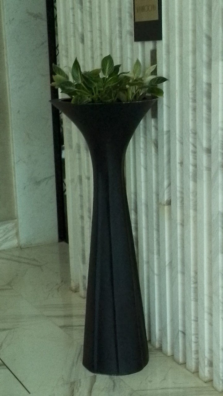 Diffenbachia plant